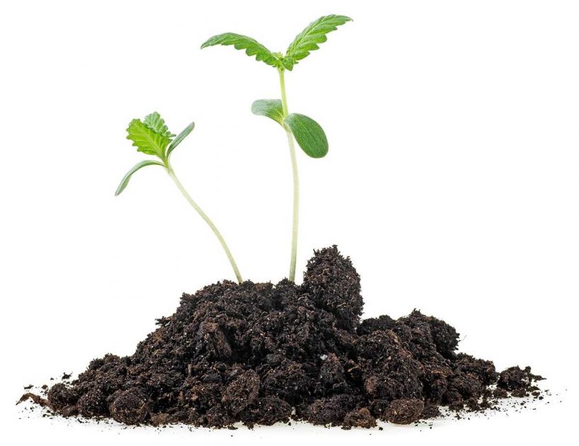 Groeiende wietplanten - kwaliteitswiet thuis kweken met professionele zaden